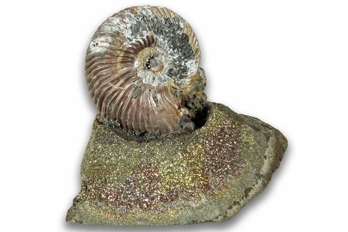 Iridescent, Pyritized Ammonite (Quenstedticeras) Fossil Display #324244